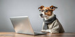 © Selene Studio - Stylish and fashionable dog looking at work on a laptop, pet, business, fashion, chic, trendy, adorable, cute