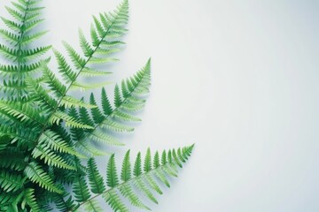 A detailed view of a green plant growing on a clean white surface