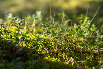 Poster - Sunlight filters through trees, illuminating vibrant moss and tiny plants on the forest floor, creating a peaceful and natural atmosphere