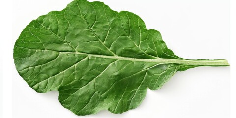 A single leaf on a white background