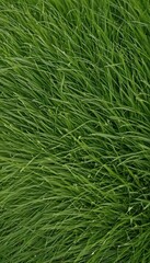 green grass texture  grass texture green background lawn space blank top view ground field plant fresh up high nature meadow natural flora overhead beautiful colours pattern spring clean empty