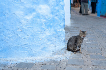 Stray cat in an alley in the blue city of Chefchaouen, Morocco.