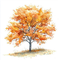 watercolor autumn tree with orange leaves isolated on white background.