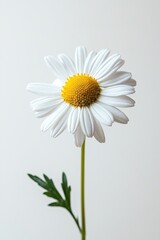 Single chamomile flower with white petals and a yellow center, isolated on a clean white background.