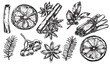 © Татьяна Гончарук - set of Christmas spices, cinnamon, anise, dried orange, spruce branches. vector drawing in sketch style, vintage