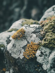 Wall Mural - Rock with moss