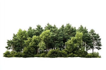 Wall Mural - Lush green forest trees isolated