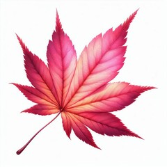 Wall Mural - red pink maple leaves in vibrant autumn colors isolated on a white background showcasing the beauty of nature and the fall season