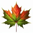 © Ayahe Stock - Green red maple leaves in vibrant autumn colors isolated on a white background showcasing the beauty of nature and the fall season