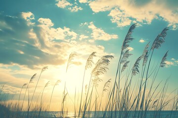 Wall Mural - Sunset Sky With Grass And Clouds