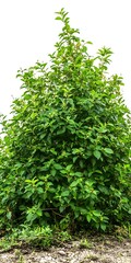 Poster - Green Bush With White Background