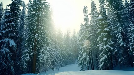 Poster - Sunlight filters through snowy forest, illuminating evergreen trees in serene winter landscape. Cold and frost create peaceful atmosphere, perfect for holiday season