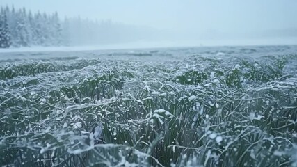 Poster - Frozen grass and reeds covered by snow and ice on the shore of a lake during a snowstorm. The lake and forest in the background are barely visible through the falling snow