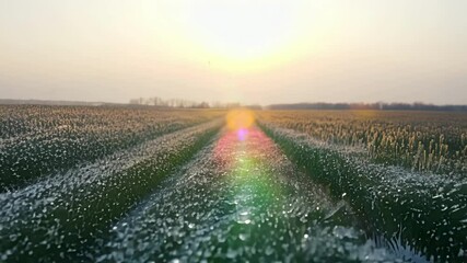 Poster - The soft glow of the sun reflects on delicate ice crystals that blanket the lush green winter crops in the vast agricultural field, creating a mesmerizing winter scene