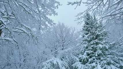 Poster - Snow covered branches reaching towards the sky in a stunning winter wonderland forest, evoking peace and calm with glistening white snow creating a magical atmosphere