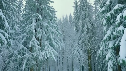 Poster - Icicles hanging from snow covered pine trees in a winter forest, sunlight illuminating the frosty trees and snow covered ground