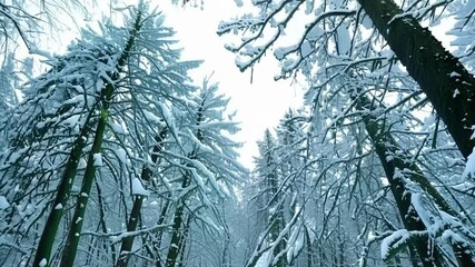 Poster - Snow gently covering tree branches in a winter wonderland forest path, transformed into a tranquil scene with glistening white snow under sunlight, evoking calm and wonder for the holiday season