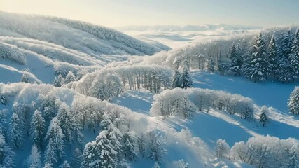 Aufkleber - Sunlight is illuminating snow covered trees and a valley in this aerial view of a mountain forest covered in fresh snow