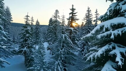 Poster - Charming wooden chalet is glowing with warm light on a snowy winter evening, nestled among snow covered evergreen trees in a mountain forest