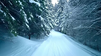 Poster - Snowy path winds through a peaceful winter forest, inviting quiet reflection