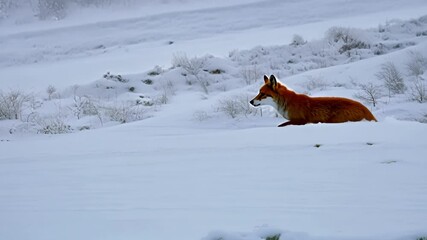 Aufkleber - Red fox gracefully strolls through snowy landscape, blending in with its surroundings. Enjoy nature's peaceful beauty in this captivating image
