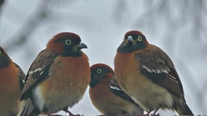 Poster - Four chestnut capped laughingthrush birds are perched on a branch, seemingly communicating with each other on a cold winter day