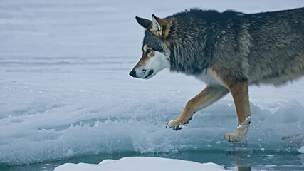 Poster - Wild wolf drinks from a frozen lake in a snowy landscape, embodying survival in the cold wilderness