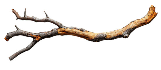 a tree branch with a thin branch

