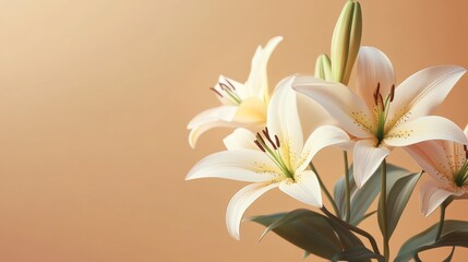 Beautiful Pink Lilies on Light Brown Background with Soft Shadows Natural Light