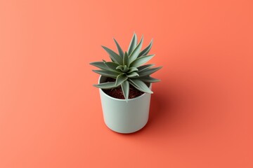 Poster - Plant pot aloe houseplant flowerpot.