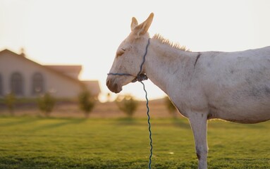 White donkey standing on a green field at sunset.