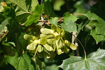 Bunch of fruits of Acer platanoides, also known as Norway maple. The fruit is a double samara with two winged seeds.