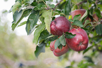 Apple tree. Red apples on the tree. Fruit garden. Apples print set, wall art, interior design