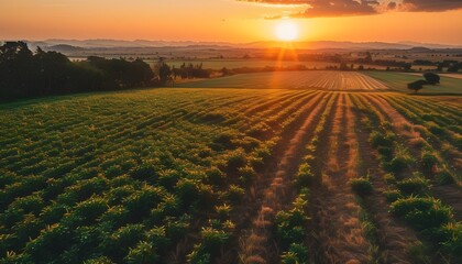 Wall Mural - Aerial View of Golden Hour Harvest Fields Bathed in Sunset Light