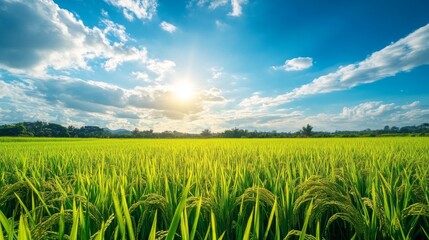 Poster - A breathtaking view of lush green rice fields stretching to the horizon, with golden grains ready for harvest under a bright blue sky, showcasing the beauty of rural life.