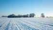 © Yelena - Snowy Field with Bare Trees and Blue Sky - Winter Landscape Photography