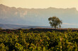 © yaqui_villegas - A single tree stands alone in a sea of green vines with dramatic mountain ranges in the background, capturing a moment of solitude and natural beauty in the vineyard La Rioja in Spain
