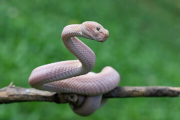 Wall Mural - trimeresurus purpureomaculatus on branch, mangrove pit viper with defensive position on branch