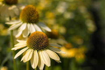 echinacea - coneflowers in the garden - soft focus