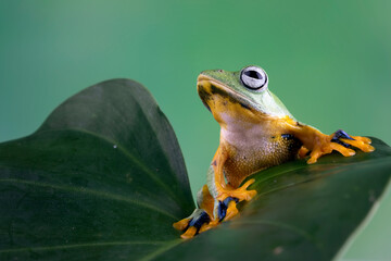 Wall Mural - Tree frog on leaf, Gliding frog (Rhacophorus reinwardtii) sitting on leaves, Javan tree frog on branch, Indonesian tree frog