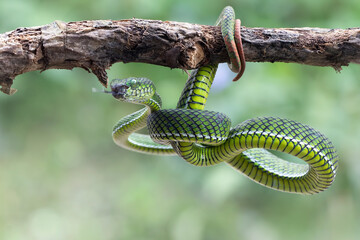 Wall Mural - trimeresurus calamitas with defensive position on branch, trimeresurus calamitas on tree, indonesian