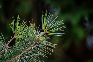 Black pine needles in the summer forest.