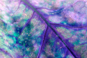 Abstract Close Up of and Autumn Leaf Veins in Blues For Background