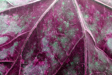 Abstract Close Up of and Autumn Leaf Veins in Blues For Background