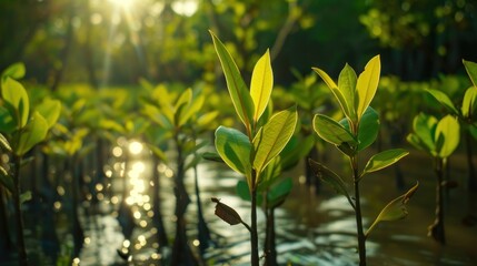 Young shoots of trees in the mangrove forest