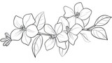 Simple outline of a jasmine flower