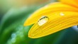© TPS Studio - A close-up of a vibrant yellow flower petal adorned with a water droplet, showcasing nature's beauty and the interplay of light and color.
