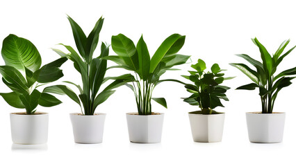 Modern indoor plant isolate on white background