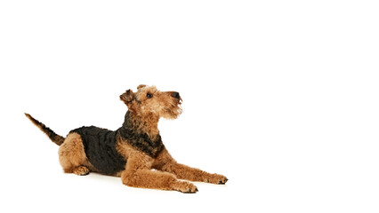 Wall Mural - Playful Airedale Terrier lies on its side, looking up with hopeful expression. Its ears perked up, and tail wagging excitedly against white background. Concept of animals, grooming and vet services