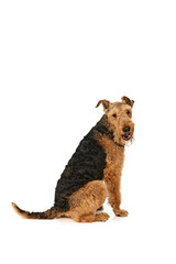 Wall Mural - Curious Airedale Terrier sits on hind legs, looking over its shoulder with mischievous grin. Dog with fluffy fur and playful expression against white background. Concept of grooming and vet services.